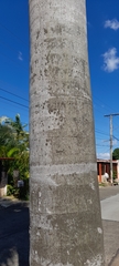 Roystonea regia