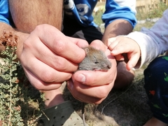 Abrothrix longipilis