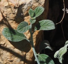 Heliotropium rotundifolium