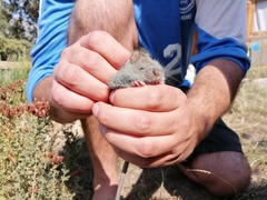 Abrothrix longipilis