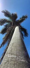 Roystonea regia
