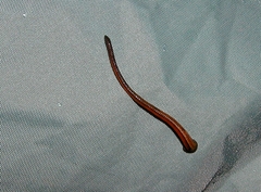 Haemadipsa guangchuanensis