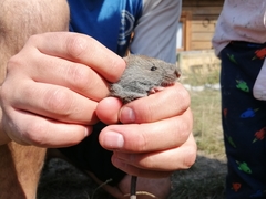 Abrothrix longipilis