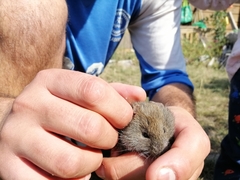 Abrothrix longipilis