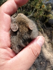 Abrothrix longipilis