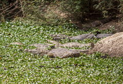 Crocodylus suchus