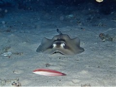 Trygonoptera personata