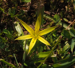 Gagea commutata
