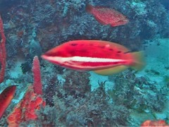 Pseudolabrus biserialis