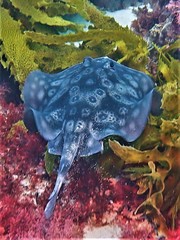 Urolophus circularis