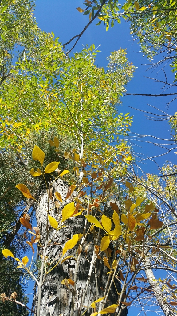 Fraxinus velutina - council-listed tree