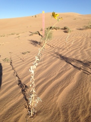 Helianthus niveus tephrodes