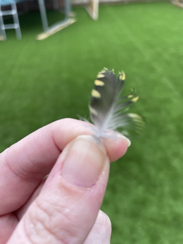 Plume de Pluvier doré