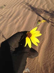 Helianthus niveus tephrodes