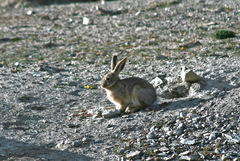 Lepus oiostolus