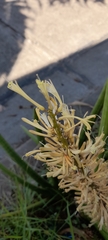 Sansevieria cylindrica