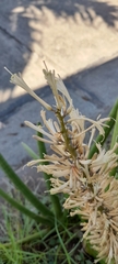 Sansevieria cylindrica