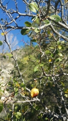 Pseudoziziphus parryi