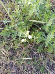 Parthenium hysterophorus