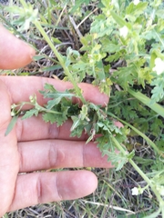 Parthenium hysterophorus