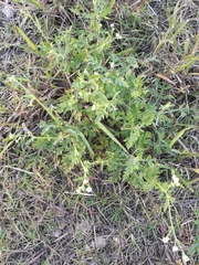 Parthenium hysterophorus