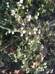 Parthenium hysterophorus