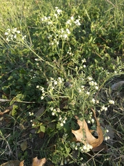 Parthenium hysterophorus