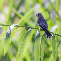 Brown-Throated Martin photo 3