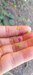 Boerhavia coccinea