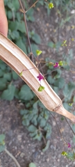 Boerhavia coccinea