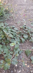 Boerhavia coccinea