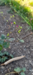 Boerhavia coccinea