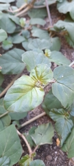 Boerhavia coccinea