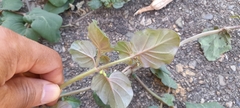 Boerhavia coccinea
