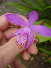 Bletilla striata