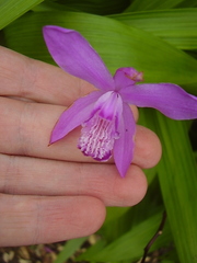 Bletilla striata