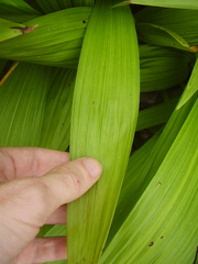 Bletilla striata