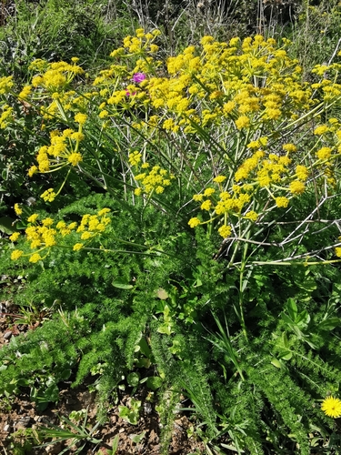 Representative image of Thapsia asclepium