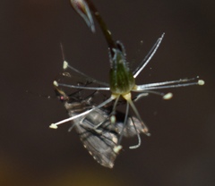Pseudoschrankia