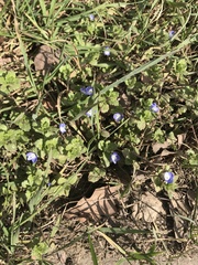 Veronica persica