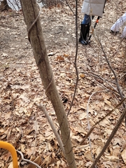 Celastrus orbiculatus