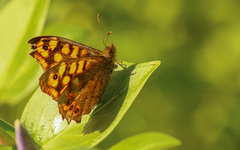 Pararge aegeria