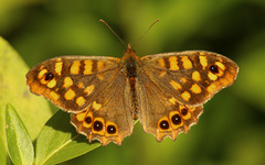 Pararge aegeria