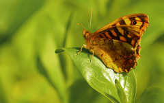 Pararge aegeria