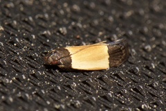 Anacampsis coverdalella