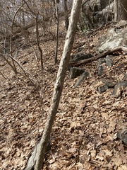 Celastrus orbiculatus