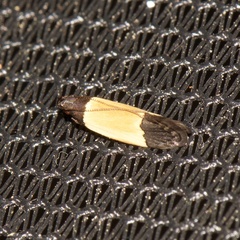 Anacampsis coverdalella