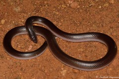 Atractaspis bibronii