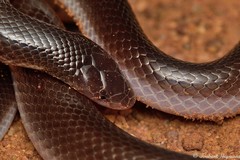 Atractaspis bibronii