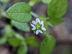 Stellaria media